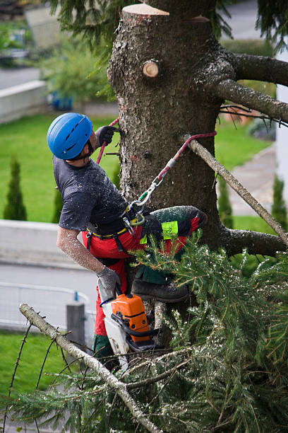 Lawn Pest Prevention in North Ogden, UT